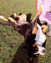 Blättler's Hundeschule Bild 4