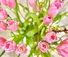 Blumen
Sagen Sie es durch die Blume. Blumen bringen Farbe ins Leben. Ob als fröhlich bunter Gruß an Freunde und Bekannte oder als Geschenk an uns selbst – wir haben für jeden Anlass den passenden Strauß oder eine Topfblume. Und der Mensch blüht auf.