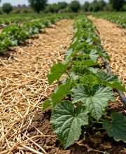 Agropalos S.L. | Suministros Agrícolas imagen 8