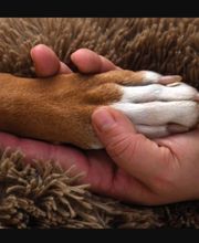 Salon de Toilettage Jenny Dog et Company image 2