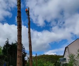 Baumpflege Palm Bild 2