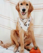 Canine Country Club & Feline Inn image 6