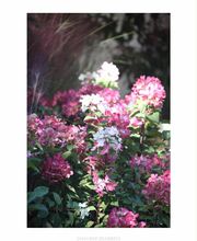 Pépinières Lafitte image 16