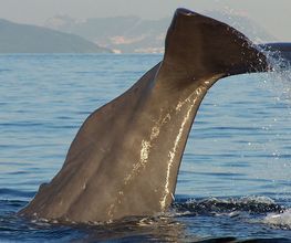 Turmares Tarifa imagen 1