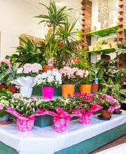 Floraly image 6