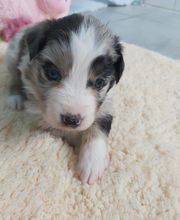 Elevage des Bois de Loge Borgne image 10