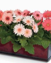 Floristería Lislore imagen 18