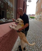 Dog's red line Bild 1