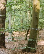 Majestätische Eichen und Buchen dienen im FriedWald Buxtehude als letzte Ruhestätte.