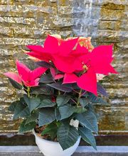 Pépinière des Aspres image 7