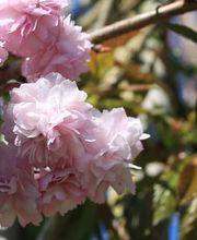 Pépinières Hortulus image 2