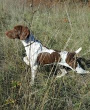 Elevage de L'étang Du Vert image 10