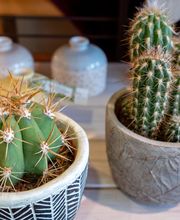 Fleuriste Vautcranne image 16