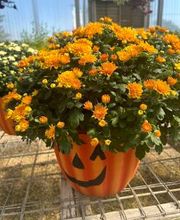 Johansen Landscape & Nursery image 15