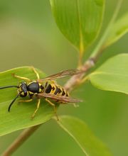VerEx - Schädlingsbekämpfung Erlangen