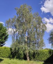 Baum élagage image 14