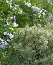 Jardins d'Ile image 9