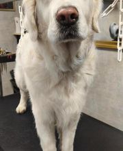 Barber Dog By Sonia image 5