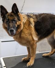 O Poil Touffu image 4