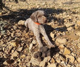 trufas la travina imagen 3