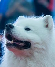 Association Canine Territoriale de l'Oise image 2