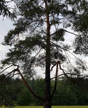 Jardins Arborés image 9