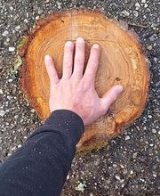 Beaudout Raphael image 11