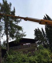 Kajo''s Baumfällungen Bild 7