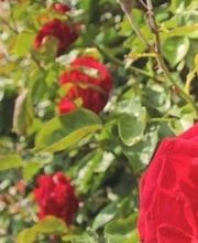 Gärtner Widmer Bild 3