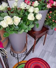 Succulentes & Orchidees image 2