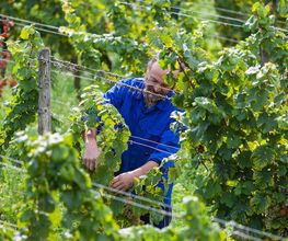 Weingut Erich Ferckel Bild 5
