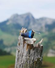 Audition Quillot image 13