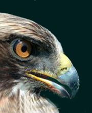 icarus-aguila-03.jpg