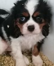 Manusset Sylvie image 19