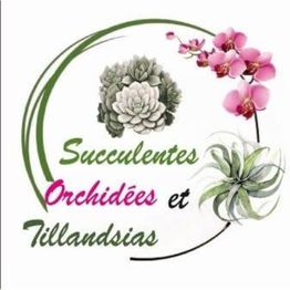 Succulentes & Orchidees
