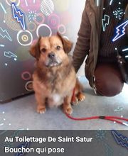 Au Toilettage de Saint Satur image 18