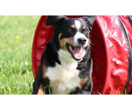 Hundeschule Mosig Bild 5