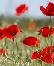 Fenoll Sophie image 6