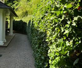 Daily Gartenpflege Bild 16