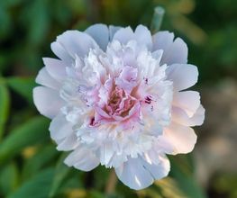 Hausmeisterservice & Gartenstyling Bild 10