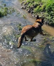 Antho Educanine image 3