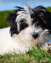 Élevage familial de la Pomaille image 16