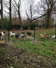 Harmonie Canine image 7