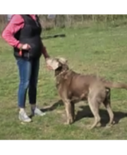 Hundeschule Mosig Bild 2