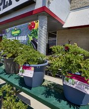 Garden Center Detail Shot