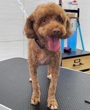 A FLAIR ALLURE image 13