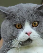 Elevage du Chemin du Paradis image 2