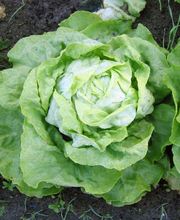 Baur Früchte & Gemüse GmbH Bild 9