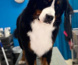 Esprit Canin image 3