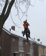 Dirven Boomverzorging afbeelding 1